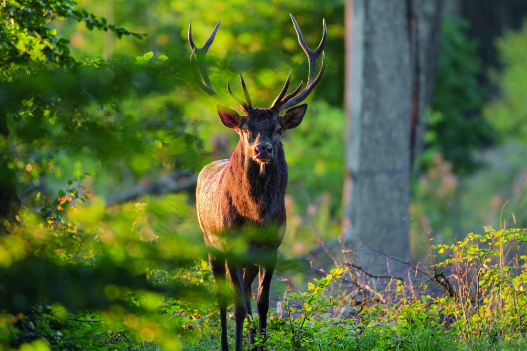 Le cerf au parc national de forêts