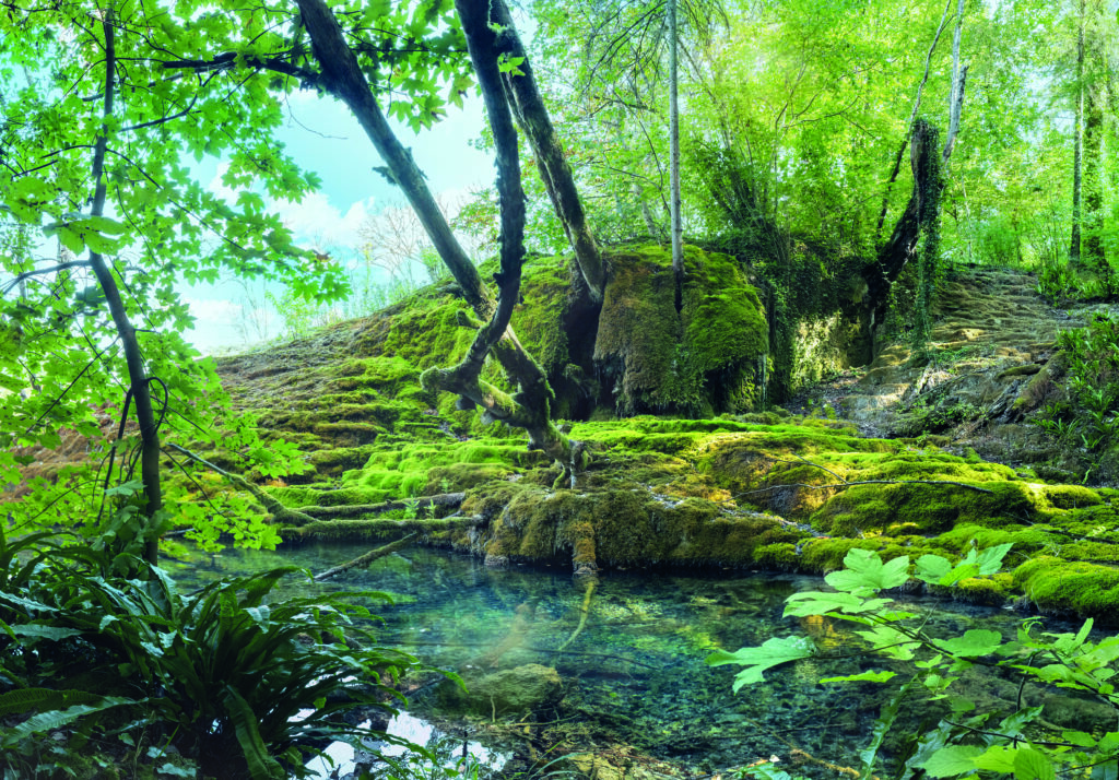 Une tufière au Parc national de forêts