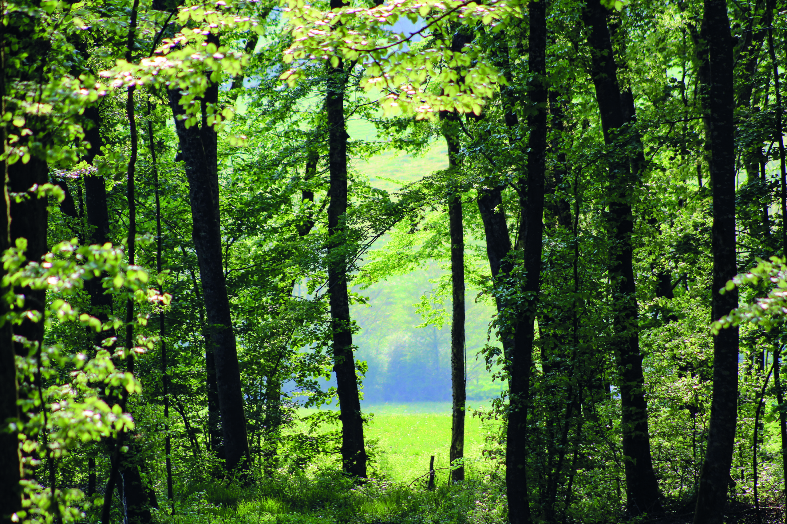 Le parc national de forêts, secteur de Baissey